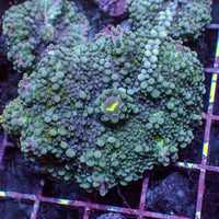 Purple Teal Yuma Mushroom