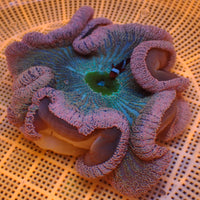 WYSIWYG Large Pink Rainbow Haddoni Carpet Anemone (7-9”)