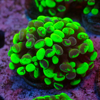 Toxic Splatter Branching Hammer