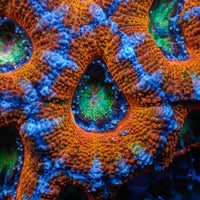 Ultra Rainbow Prism Eye Acans (2-3 Polyps) - Corals Anonymous