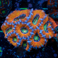Ultra Rainbow Prism Eye Acans (2-3 Polyps) - Corals Anonymous