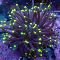 Neon Tip Purple Torch