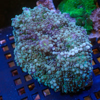 Purple Teal Yuma Mushroom