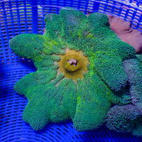 WYSIWYG Yellow Splatter Haddoni Carpet Anemone (5-7")