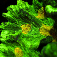 Space Invader Pectinia (1" Frag) - Corals Anonymous