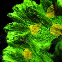 Space Invader Pectinia (1" Frag) - Corals Anonymous