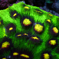 Raja Rampage Chalice (1" Frag) - Corals Anonymous