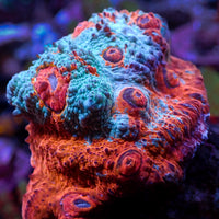 Riptide Rainbow Chalice (0.5-1" Frag) - Corals Anonymous