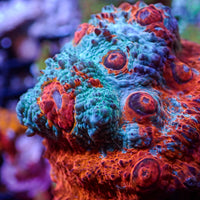 Riptide Rainbow Chalice (0.5-1" Frag) - Corals Anonymous