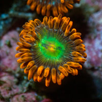 Solar Fusion Zoa (1 Polyp) - Corals Anonymous