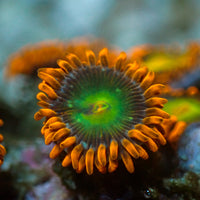 Solar Fusion Zoa (1 Polyp) - Corals Anonymous