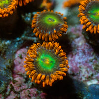 Solar Fusion Zoa (1 Polyp) - Corals Anonymous