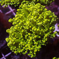 Yellow Gold Branching Octospawn - Corals Anonymous