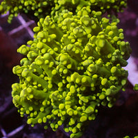 Yellow Gold Branching Octospawn - Corals Anonymous