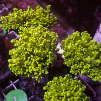 Yellow Gold Branching Octospawn - Corals Anonymous