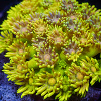 WYSIWYG Multicolor Banana Craze Goniopora Colony (0.5-1") - Corals Anonymous