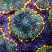 Sunset Splash Rhodactis Mushroom - Corals Anonymous