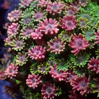 Watermelon Burst Goniopora (0.5-1” Frag) - Corals Anonymous