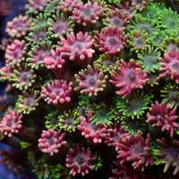 Watermelon Burst Goniopora (0.5-1” Frag) - Corals Anonymous