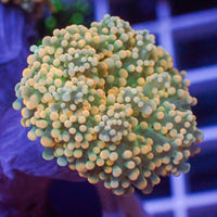 Yellow Tip Green Branching Octospawn - Corals Anonymous