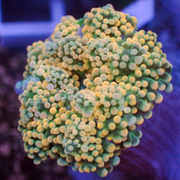 Yellow Tip Green Branching Octospawn - Corals Anonymous