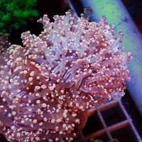 Pink Branching Frogspawn - Corals Anonymous