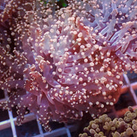 Pink Branching Frogspawn - Corals Anonymous