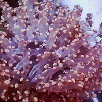 Pink Branching Frogspawn - Corals Anonymous