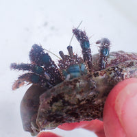 Blue Legged Hairy Hermit Crab (1.5-2”)
