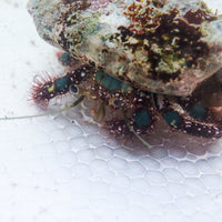 Blue Legged Hairy Hermit Crab (1.5-2”)