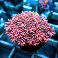 Pink Goniopora (0.5-1" frag)