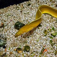 WYSIWYG Yellow Ghost Ribbon Eel Eel (20-25")