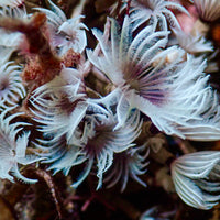 Mini Purple Orchid Feather Duster Worm (Self-Reproducing) - Corals Anonymous