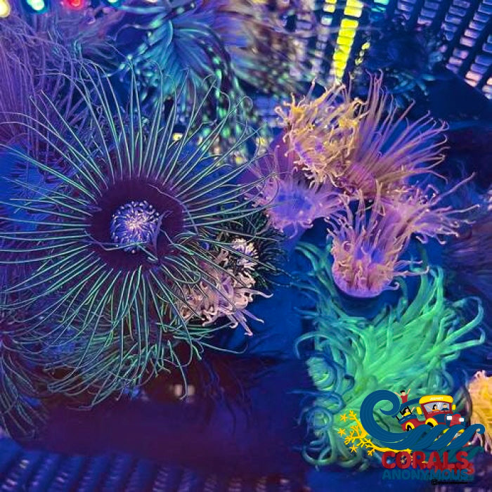 Assorted Tube Anemones (3 Tube Anemones)