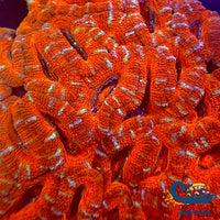 Teal Stripe Blood Orange Acans (2-3 Polyps) Acans
