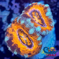Tropic Blast Acans (2-3 Polyps) Acans