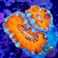 Tropic Blast Acans (2-3 Polyps) Acans