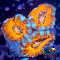 Tropic Blast Acans (2-3 Polyps) Acans