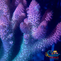 Aussie Cherry Rainbow Acropora (1 Frag) Acropora