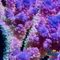 Aussie Pink Carnival Acropora (1 Frag) Acropora