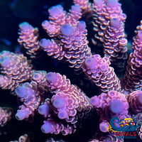 Strawberry Peach Acropora (1 Frag) Acropora