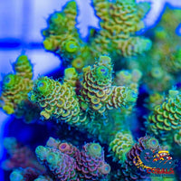 Sunny Irish Rainbow Acropora (1 Frag) Acropora