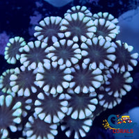 White Snow Pastel Alveopora Alveopora