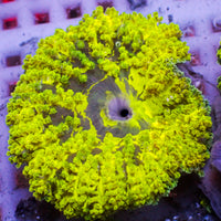 CA Pikachu Hemprichii Anemone - Corals Anonymous
