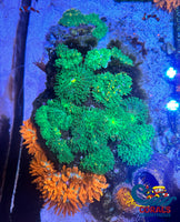 Ca Ultra Gold Acid Hemprichii Sea Anemone Anemone