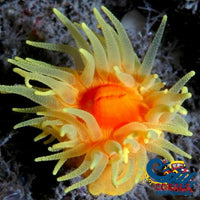 Balanophyllia (1 Polyp) Aquarium Decor