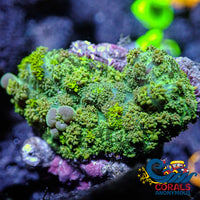 Indo Bounce Rhodactis Mushroom Bounce