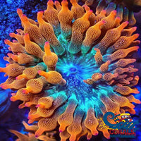 Ultra Rainbow Bubble Tip Anemone Bubbletipanemone