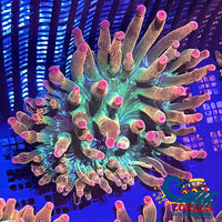 Ultra Rainbow Bubble Tip Anemone Bubbletipanemone