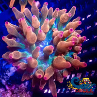 Ultra Rainbow Bubble Tip Anemone Bubbletipanemone